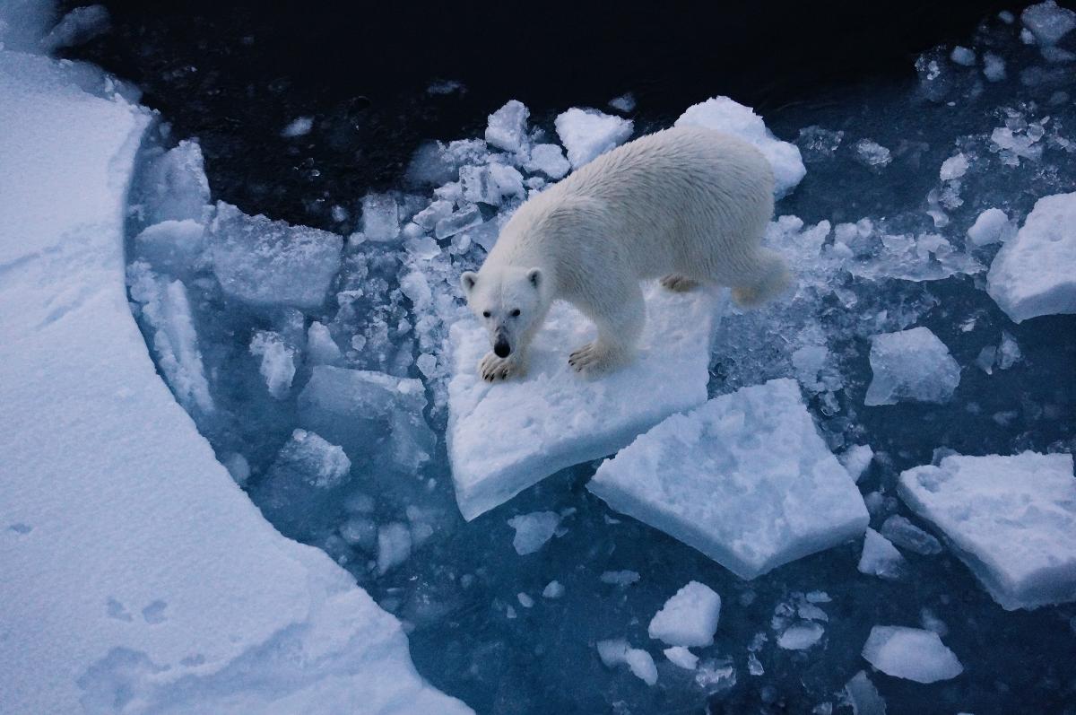 En isbjørn balanserer på isflak i sjøen